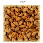 Wheat malt SIMPSONS 3 EBC